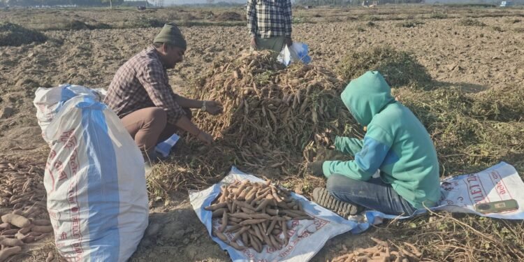 किसानलाई सखरखण्ड खन्नेदेखि बिक्रीका लागि भ्याइ नभ्याइ