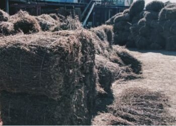 चिराइतोको मूल्यमा गिरावट आउँदा भोजपुरका किसान चिन्तित