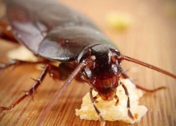 यस्तो छ साङ्ला मार्ने घरेलु तरिका