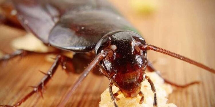 यस्तो छ साङ्ला मार्ने घरेलु तरिका