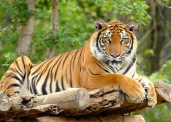 क्यामेरा जडान गरेर मान्छे मार्ने बाघको खोजी