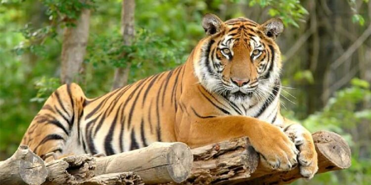 क्यामेरा जडान गरेर मान्छे मार्ने बाघको खोजी