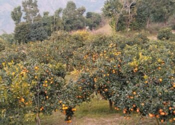 मूल्य पाइने आशामा बोटमै जुनार