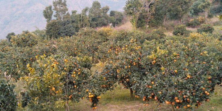 मूल्य पाइने आशामा बोटमै जुनार