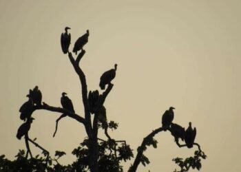 कञ्चनपुरमा गिद्धको गुँड अनुगमन सुरु, सङ्ख्यामा सुधार आउँदै