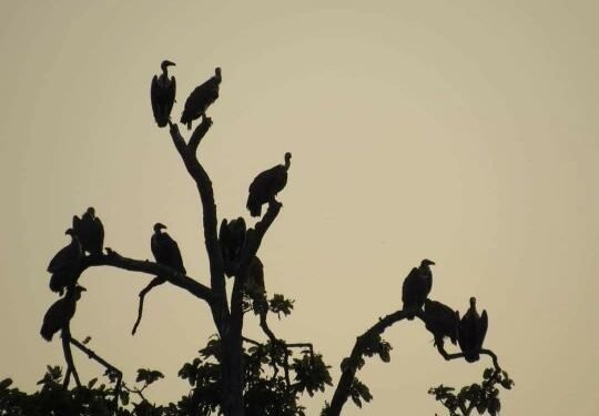 कञ्चनपुरमा गिद्धको गुँड अनुगमन सुरु, सङ्ख्यामा सुधार आउँदै