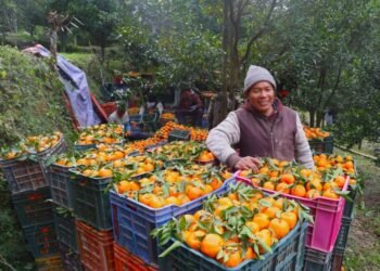 म्याग्दीको दोसल्लेबाट यसवर्ष दुई करोड मूल्य बराबरको सुन्तला बिक्री