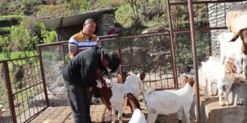 पशुलाई रोगबाट जोगाउन पूर्णखोप अभियान सञ्चालन