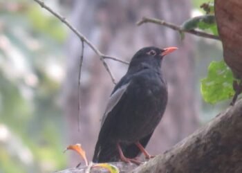 पहाडी वनको ‘मदना चाँचर’ शुक्लाफाँटामा