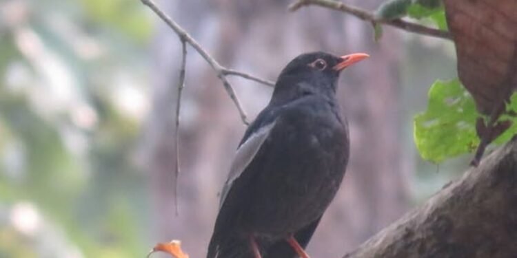 पहाडी वनको ‘मदना चाँचर’ शुक्लाफाँटामा