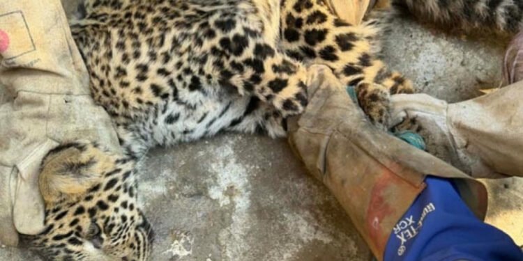 पासोमा परेर घाइते भएको चितुवा उपचारका क्रममा मर्यो, कर्मचारी घाइते