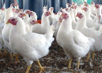 कुखुरामा इकोलाईको समस्या