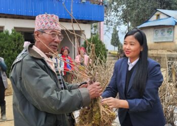 मैवाखोलाद्वारा किबीका बिरुवा वितरण