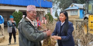 मैवाखोलाद्वारा किबीका बिरुवा वितरण