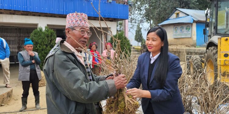 मैवाखोलाद्वारा किबीका बिरुवा वितरण