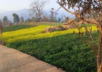 कोदारमा नगदेबालीतर्फ किसानको आकर्षण बढ्दो