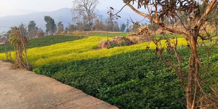 कोदारमा नगदेबालीतर्फ किसानको आकर्षण बढ्दो