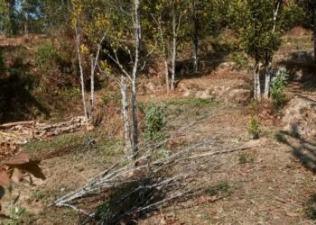 सुन्तलाका बोट सुक्दै गएपछि भोजपुरका किसान समस्यामा