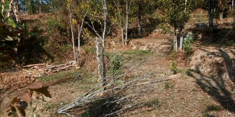 सुन्तलाका बोट सुक्दै गएपछि भोजपुरका किसान समस्यामा