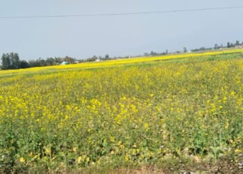 दाङमा तोरीखेतीको क्षेत्रफल र उत्पादन बढ्दै