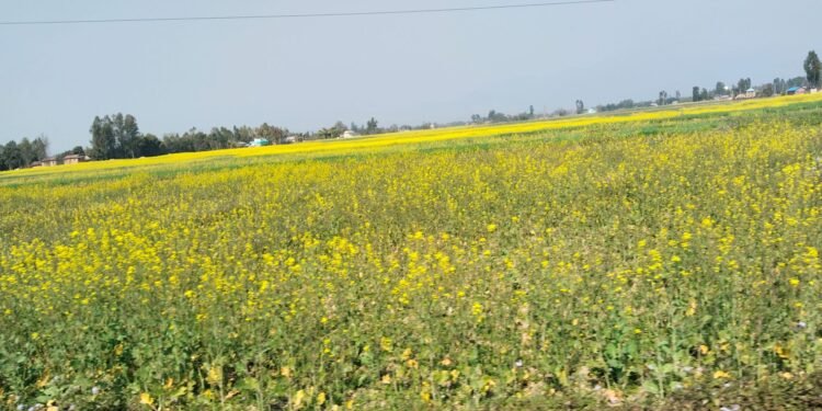 दाङमा तोरीखेतीको क्षेत्रफल र उत्पादन बढ्दै