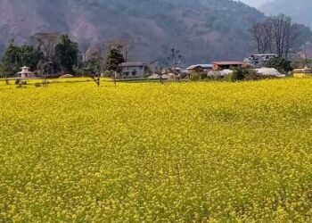 फलेवासमा गहुँ र तोरीको बीउ उत्पादन हुँदै