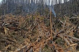 गतलाङ क्षेत्रमा ‘ड्रोन’बाट वनस्पतिका बीउ छरिदै