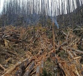 गतलाङ क्षेत्रमा ‘ड्रोन’बाट वनस्पतिका बीउ छरिदै