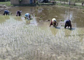 सुनसरीमा चैते धान रोपाइँ