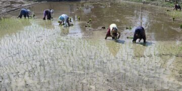 सुनसरीमा चैते धान रोपाइँ