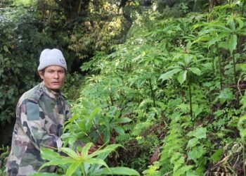 धवलागिरिकोे माकुसका किसान व्यावसायिक जडीबुटीखेतीमा आकर्षित