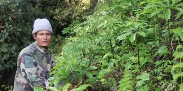 धवलागिरिकोे माकुसका किसान व्यावसायिक जडीबुटीखेतीमा आकर्षित