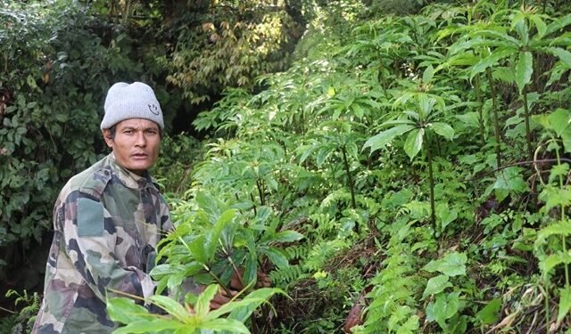 धवलागिरिकोे माकुसका किसान व्यावसायिक जडीबुटीखेतीमा आकर्षित