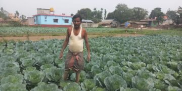 तरकारीखेतीले चिनिँदै बाह्रदशीको राधानगर गाउँ