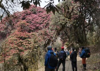 गुराँस हेर्न पर्यटक घोडेपानीमा