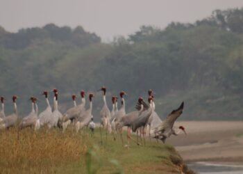 सारसको रोजाइमा लुम्बिनी : स्थानीयको संरक्षणले फस्टाउँदै प्रजननस्थल