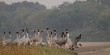 सारसको रोजाइमा लुम्बिनी : स्थानीयको संरक्षणले फस्टाउँदै प्रजननस्थल