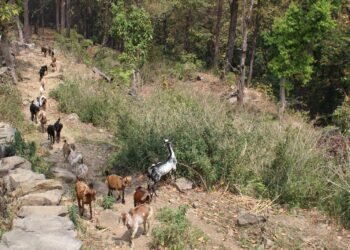 बाख्रापालनमा निर्भर धारापानीका बासिन्दा