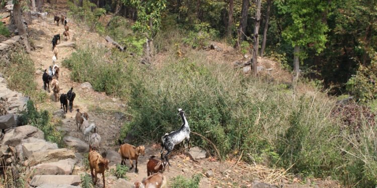 बाख्रापालनमा निर्भर धारापानीका बासिन्दा