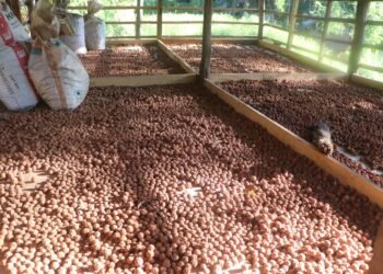 रुद्राक्ष खेतीबाट मनग्य आम्दानी