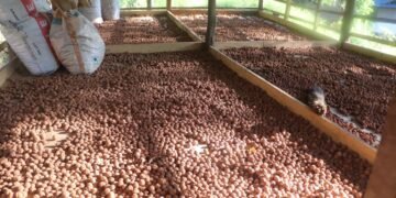 रुद्राक्ष खेतीबाट मनग्य आम्दानी