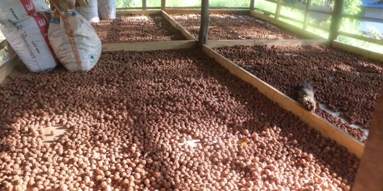 रुद्राक्ष खेतीबाट मनग्य आम्दानी