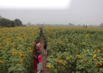 सूर्यमुखी बगानले बढायो कृषि पर्यटन