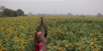 सूर्यमुखी बगानले बढायो कृषि पर्यटन