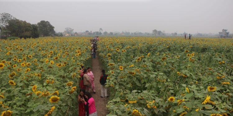 सूर्यमुखी बगानले बढायो कृषि पर्यटन