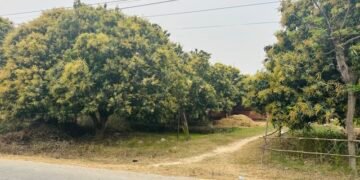 यसवर्ष आँपमा राम्रो मञ्जरी, उत्पादन बढ्ने अपेक्षा