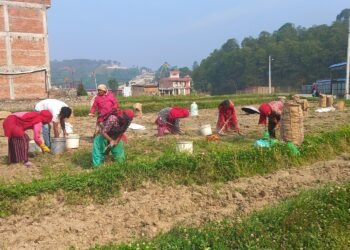 आलु उत्पादक किसान भन्छन्, ‘खनौँ भाउ छैन, नखनौँ कुहिने डर छ’