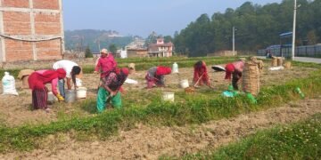 आलु उत्पादक किसान भन्छन्, ‘खनौँ भाउ छैन, नखनौँ कुहिने डर छ’