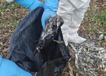 कीर्तिपुरमा मृत भेटिएका कागमा बर्डफ्लु पुष्टि