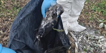 कीर्तिपुरमा मृत भेटिएका कागमा बर्डफ्लु पुष्टि